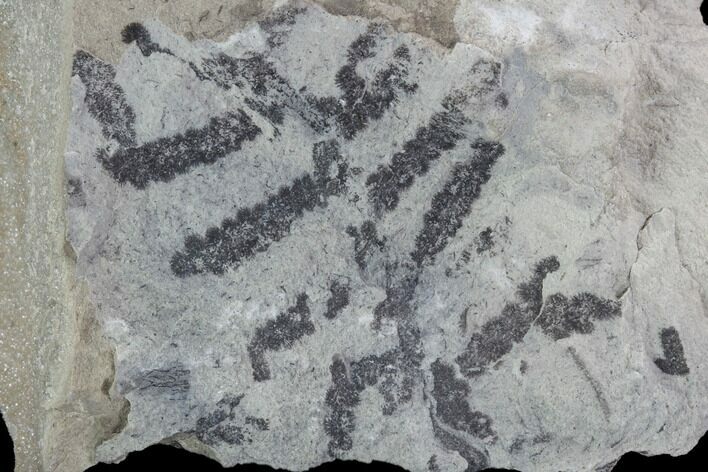 Detailed Silurian Fossil Algae (Leveillites) - Estonia #91894